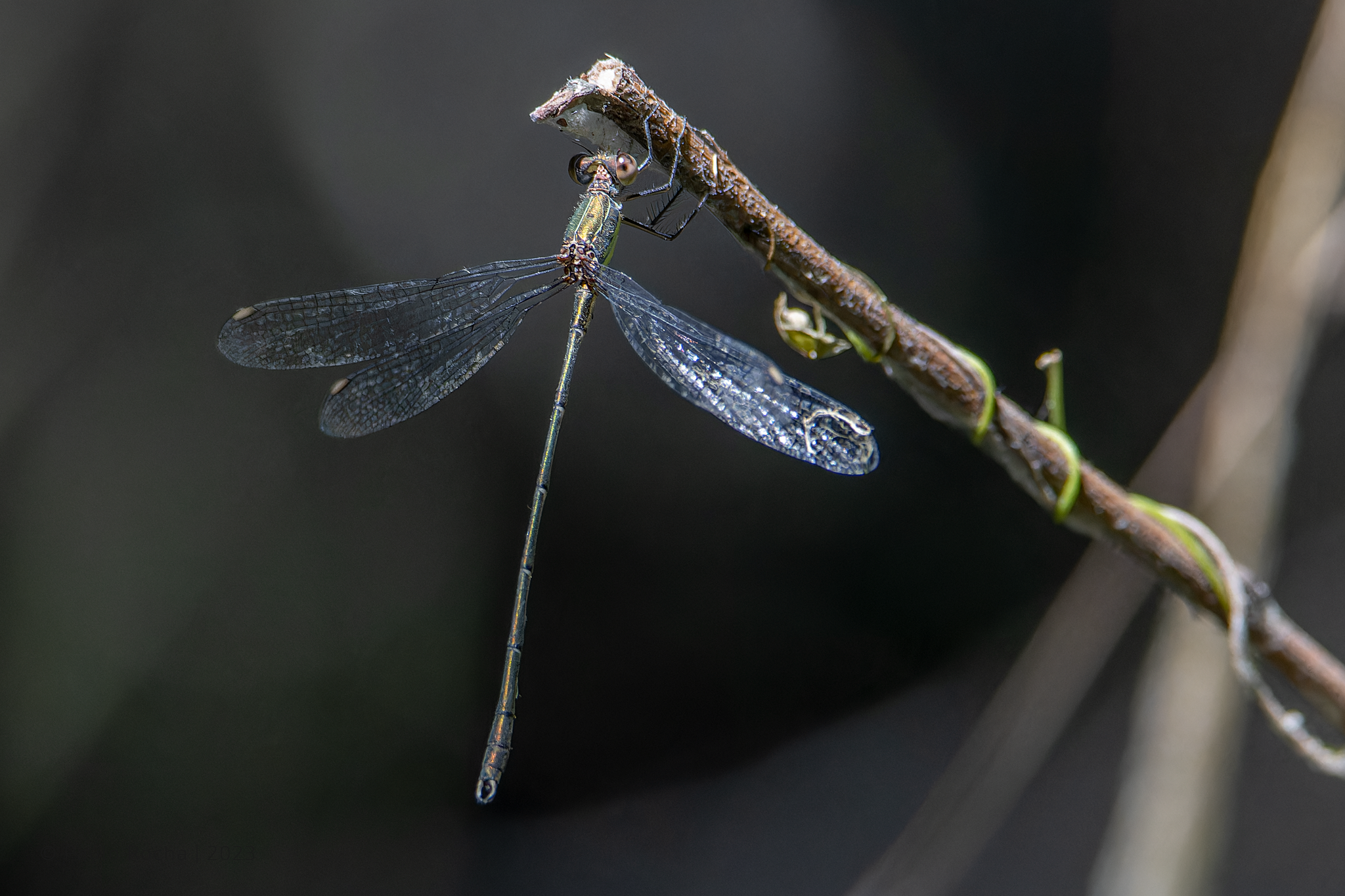 Lestes-comum