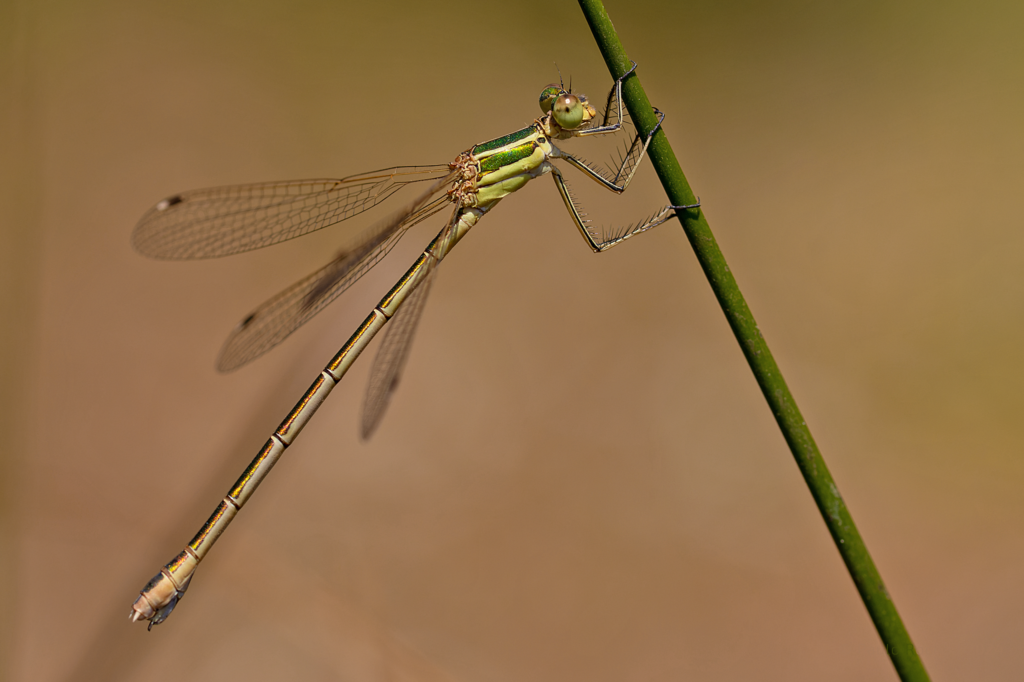 Lestes-mourisco